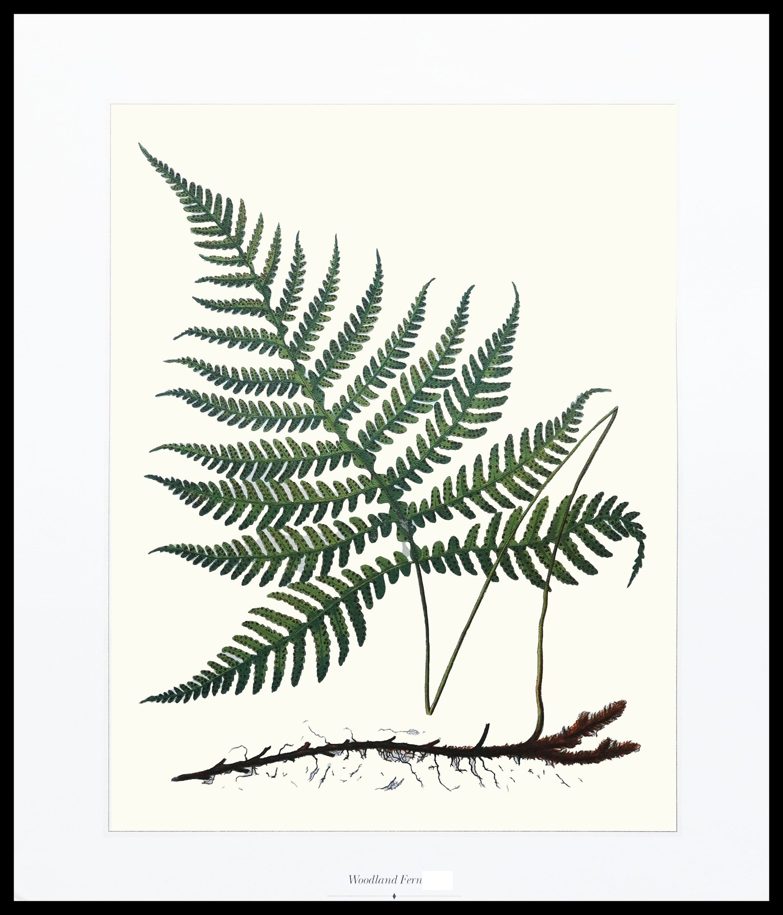 CC 799 Woodland Fern B